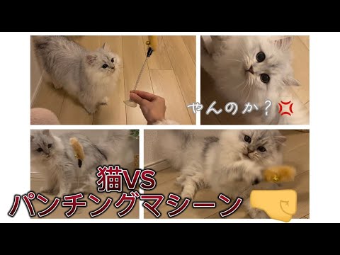 炸裂猫パンチ👊パンチングマシーンにオラつく猫#ペルシャ猫