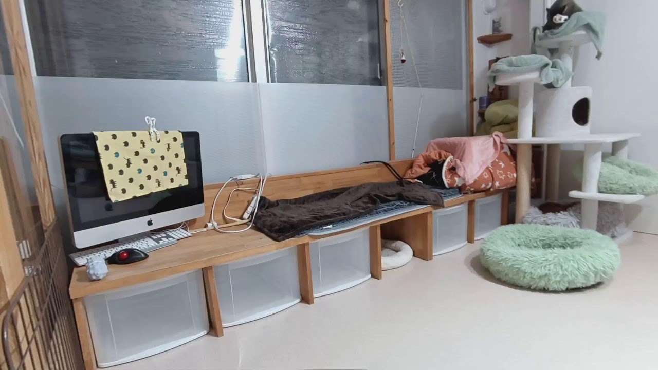 ■リビングの大人猫達■　202401022　19-18〜