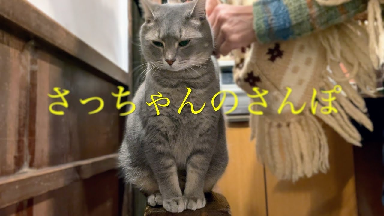 #風の猫　2024.1.21(日)　午後から外に出て..   雨が降っていたので直ぐに戻って来て..   チュールと煮干しをねだる猫…【さっちゃんとおばあちゃんの散歩・471日目】①～③・・・
