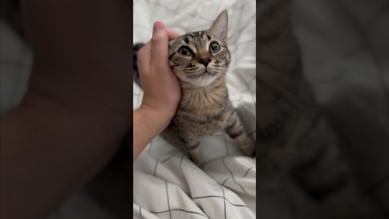 【猫動画】パパが起きて嬉しさ爆発する子猫が愛しすぎるwww  #shorts