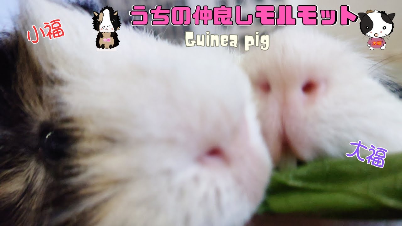 【モルモット】ウチの仲良しモル🐹大福＆小福