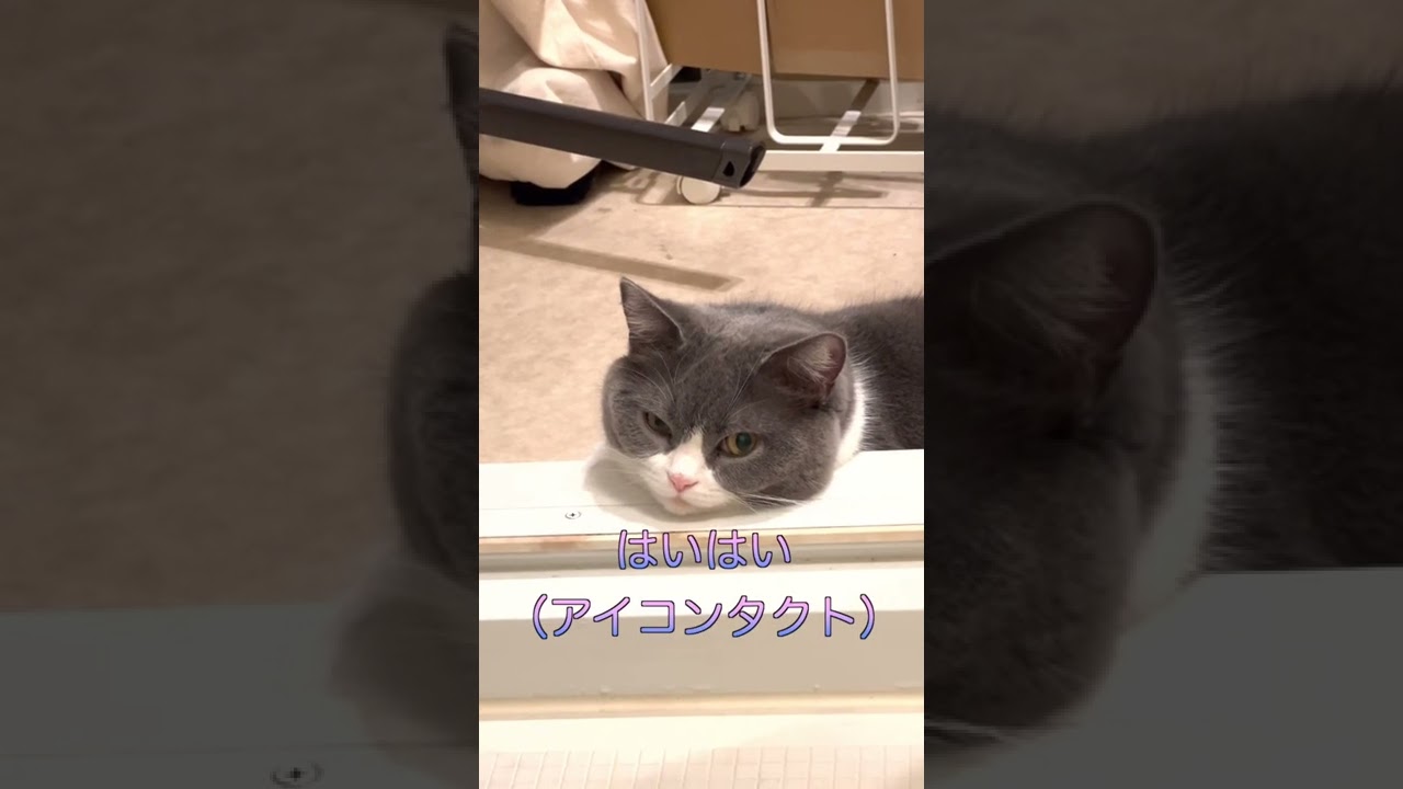 #shorts ぬしいつまで入ってるにゃ🐯💭 #猫 #cat #ブリティッシュショートヘア #britishshorthair #現場猫 #ハチワレ #猫の日常 #出待ち #風呂待ち