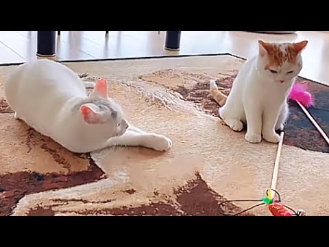 姉猫に叱られしょんぼりした子猫がこちらざます