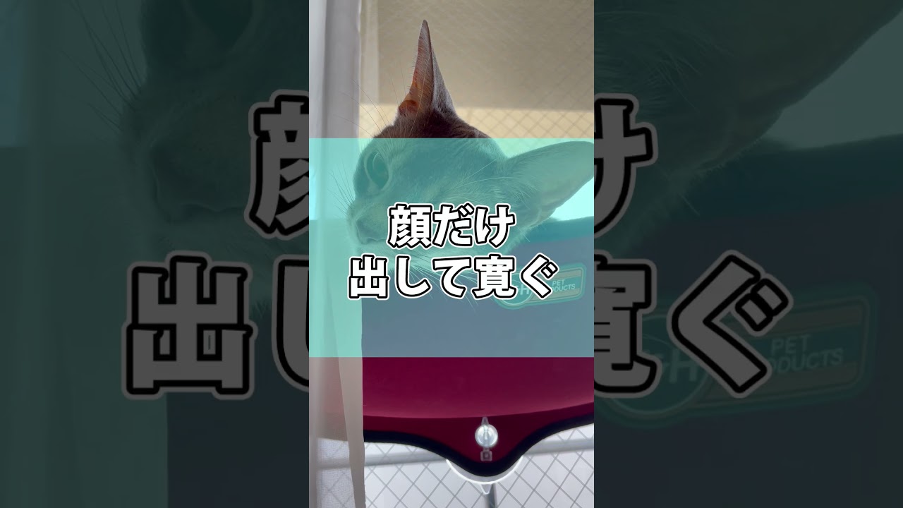 窓ベッドで寛ぐうちの猫さん shorts #猫 #アビシニアン