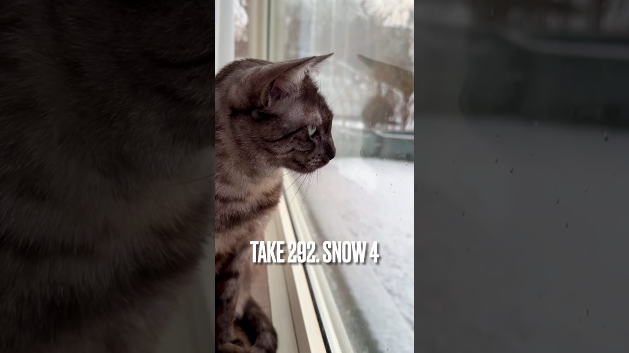 #小雪 が舞ってるにゃ❗️綺麗だにゃ‼️❄️#雪見 #窓辺の猫 #東北の猫 #エジプシャンマウ #猫の気持ち#shorts #cat