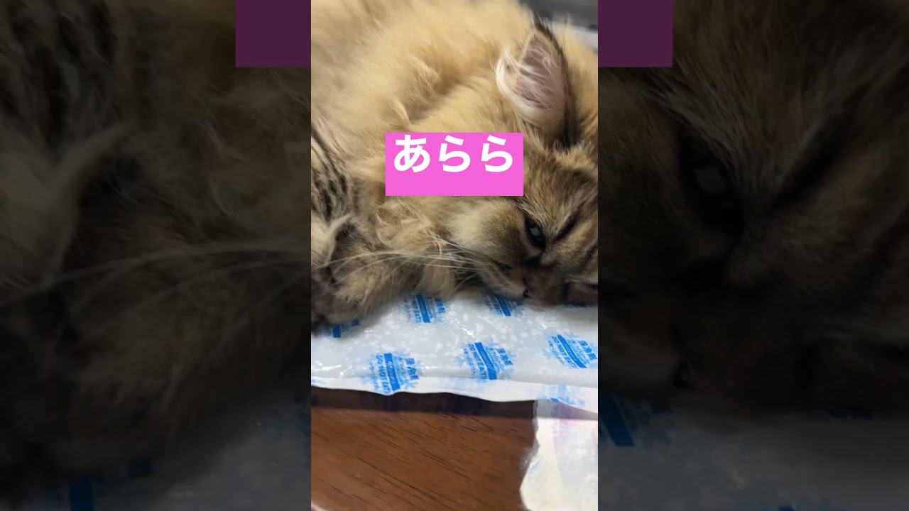 猫と保冷剤#shorts 〜ペルシャ猫チンチラゴールデン