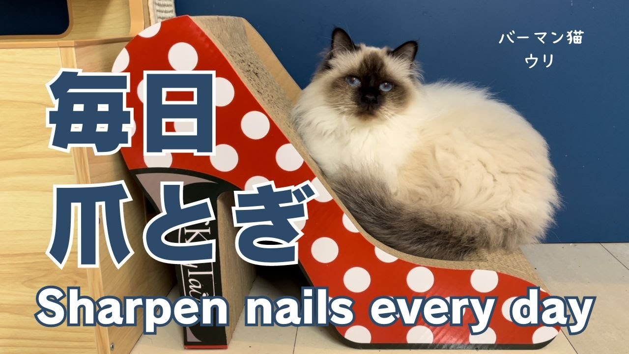 バーマン猫ウリ【毎日爪とぎ】Sharpen nails every day（バーマン猫）Birman/Cat