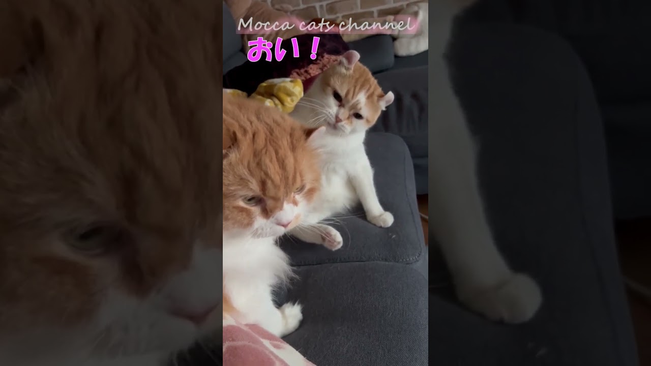 必死になめる理由 #shorts  #猫 #アメリカンカール #cat