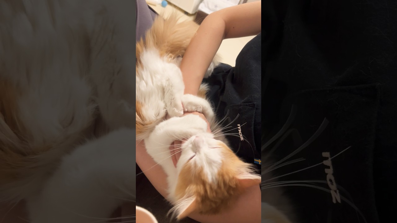 ぎゅっ #cat #ラガマフィン #ragamuffin #猫 #猫のいる暮らし
