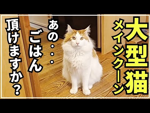 うちの猫、ごはんの時は良い子です。【メインクーンのリアル日常ルーティン】