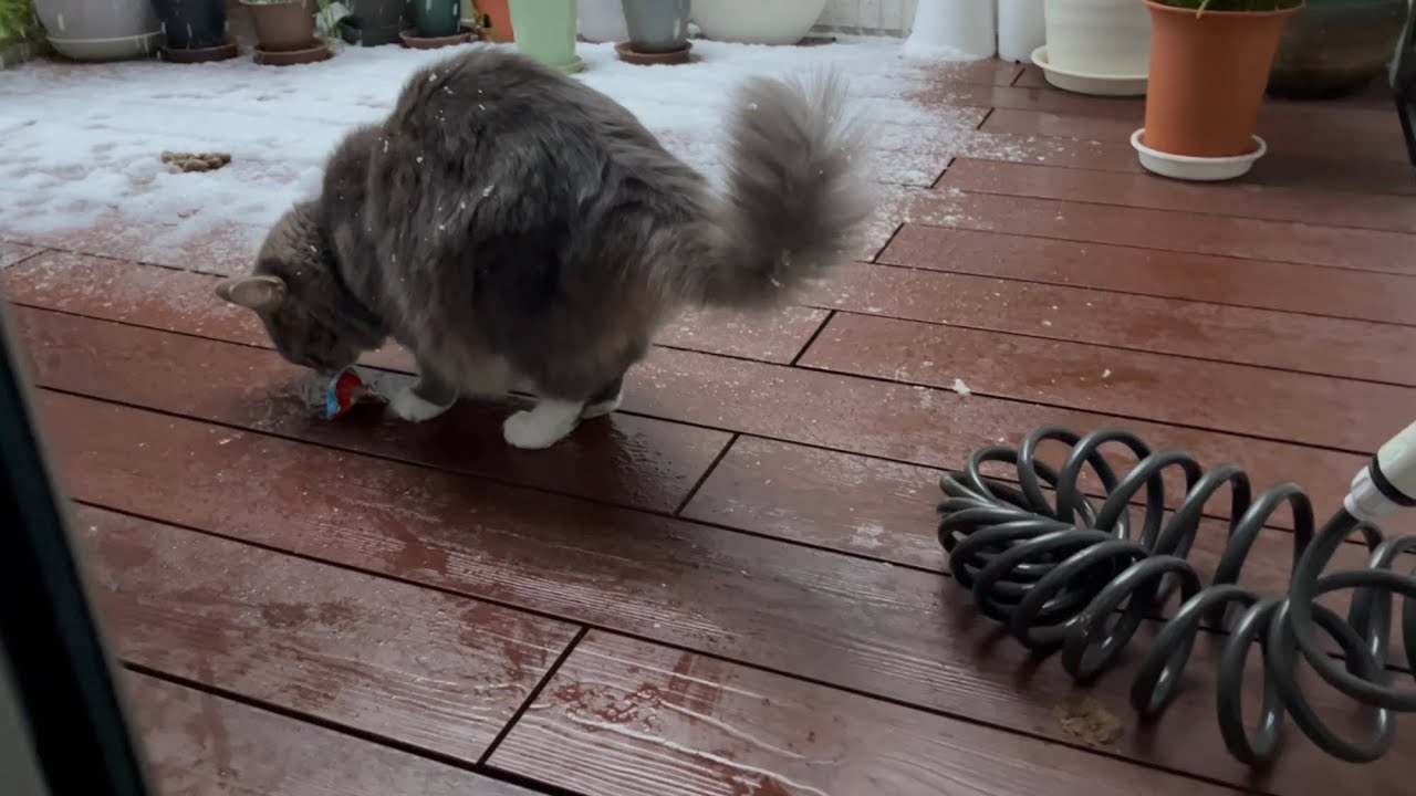 雪が降っていても外に行くのは平気な猫　ノルウェージャンフォレストキャット　Cat goes outside even when it's snowing