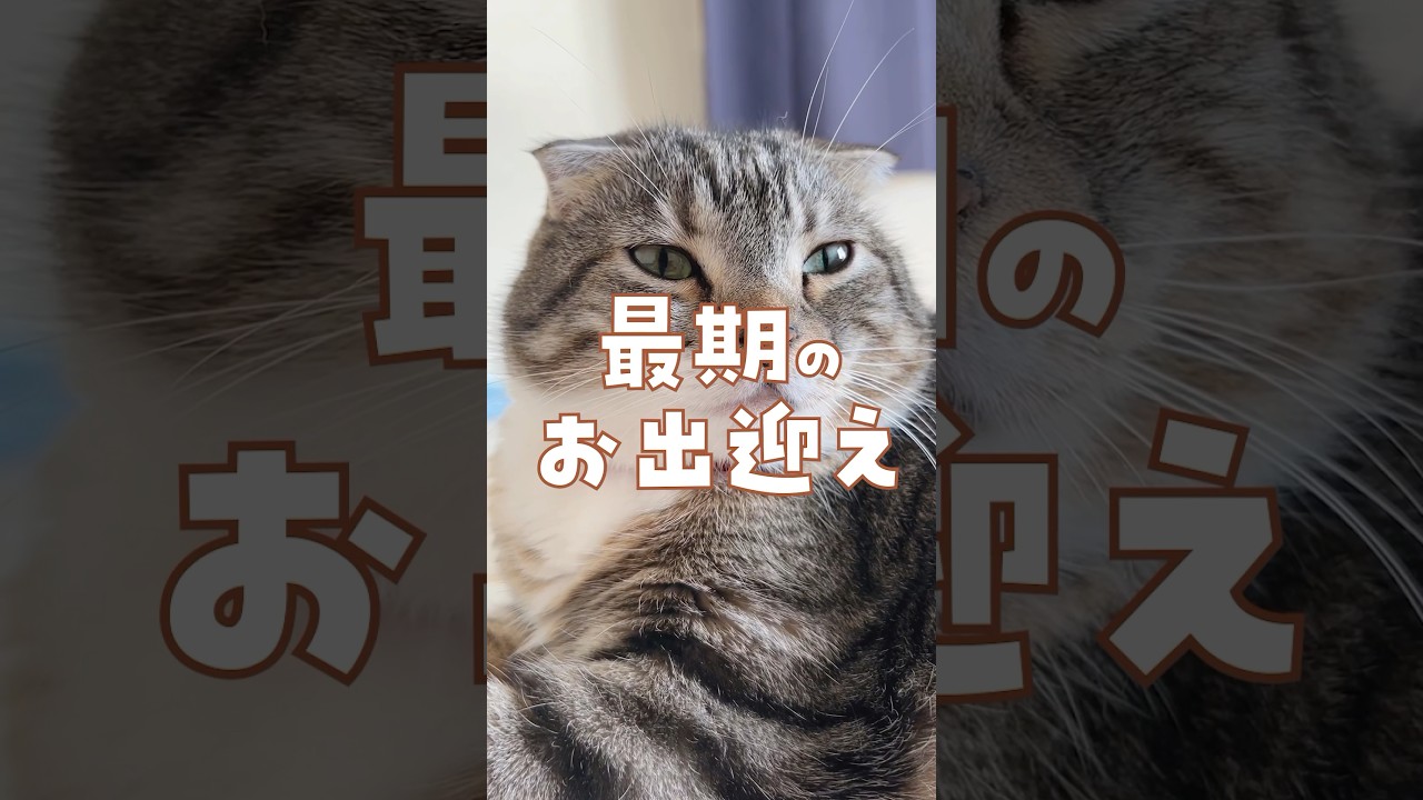 【閲覧注意】猫の"最期"のお出迎えに涙😿 #猫 #感動する話