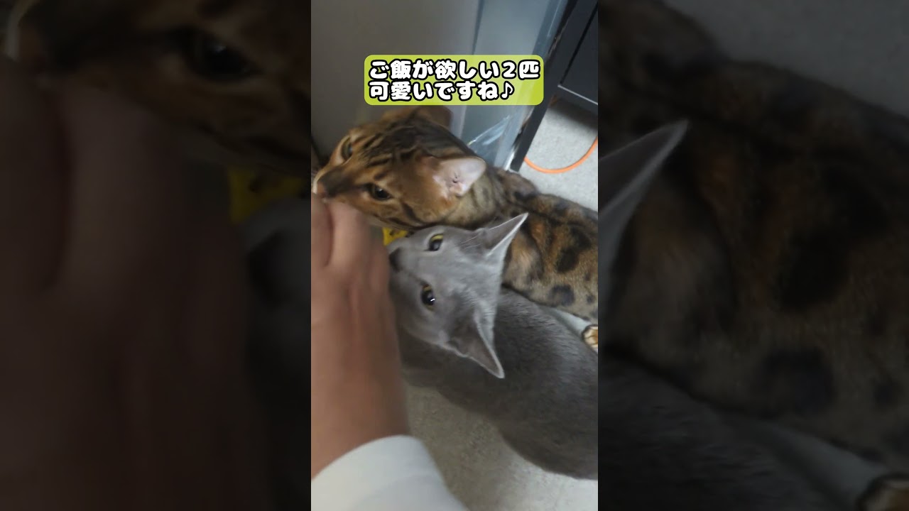 【猫】ご飯とは言ってないですよ #cat #kawaii #ベンガル #ロシアンブルー