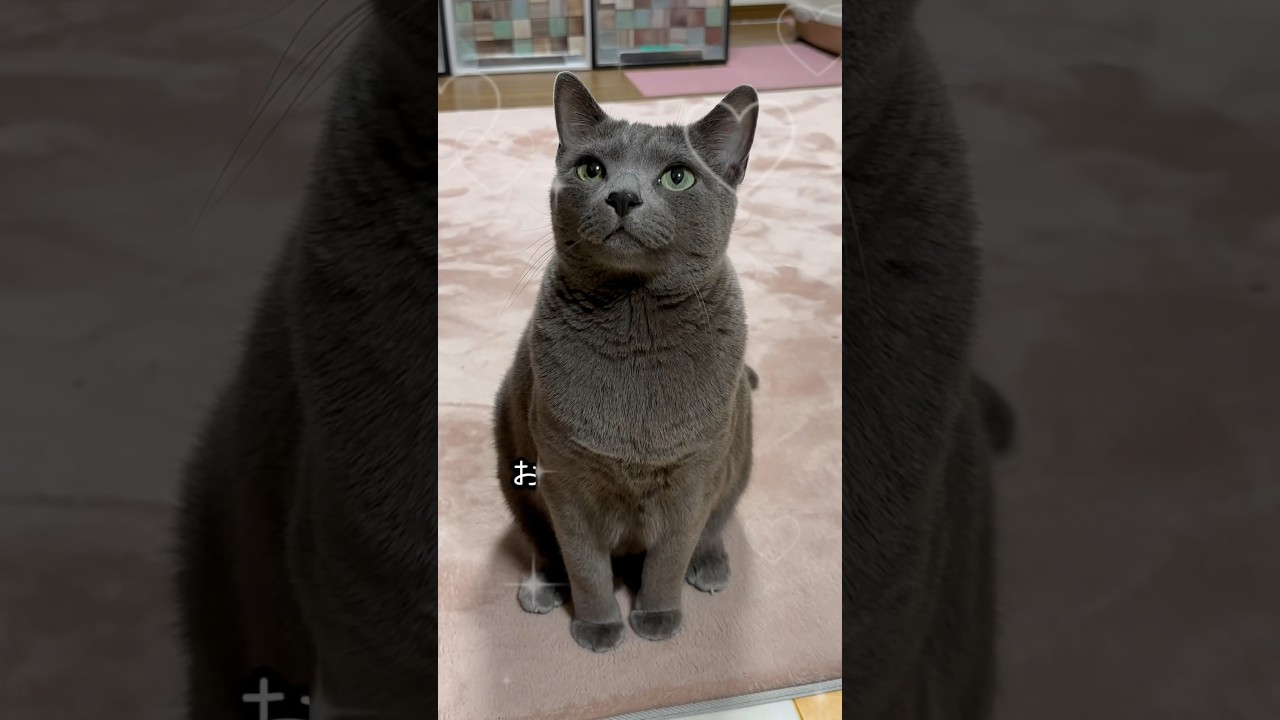 【ロシアンブルー】めろん、眠そ...🫢【猫】#shorts