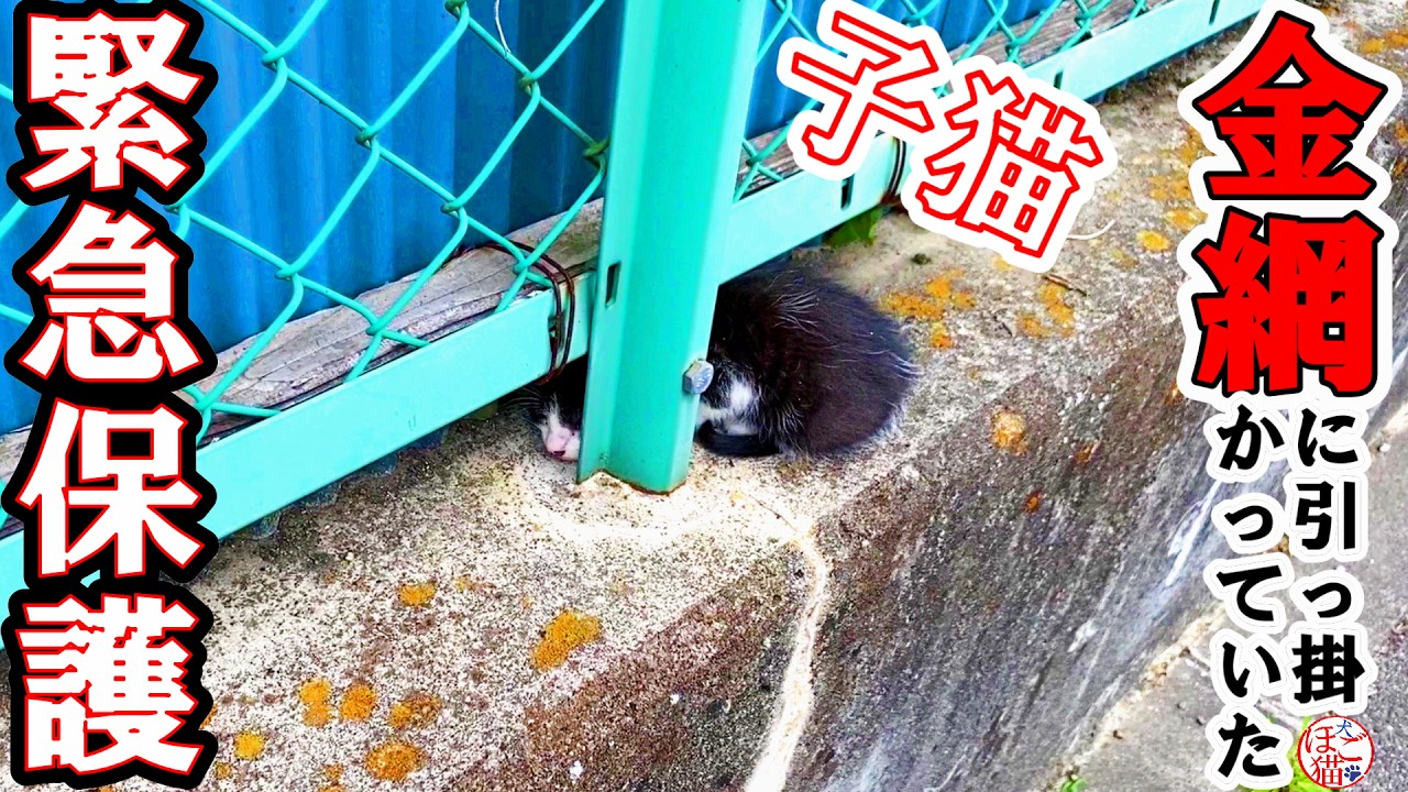 【子猫　お名前募集】朝早くに金網に引っ掛かっていた子猫