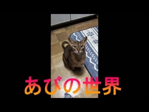 ネコ動画あび＃2889　あびの毎日　アビシニアン　あび