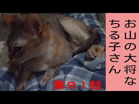 【シンガプーラ】膝の上ってくつろげるの？
