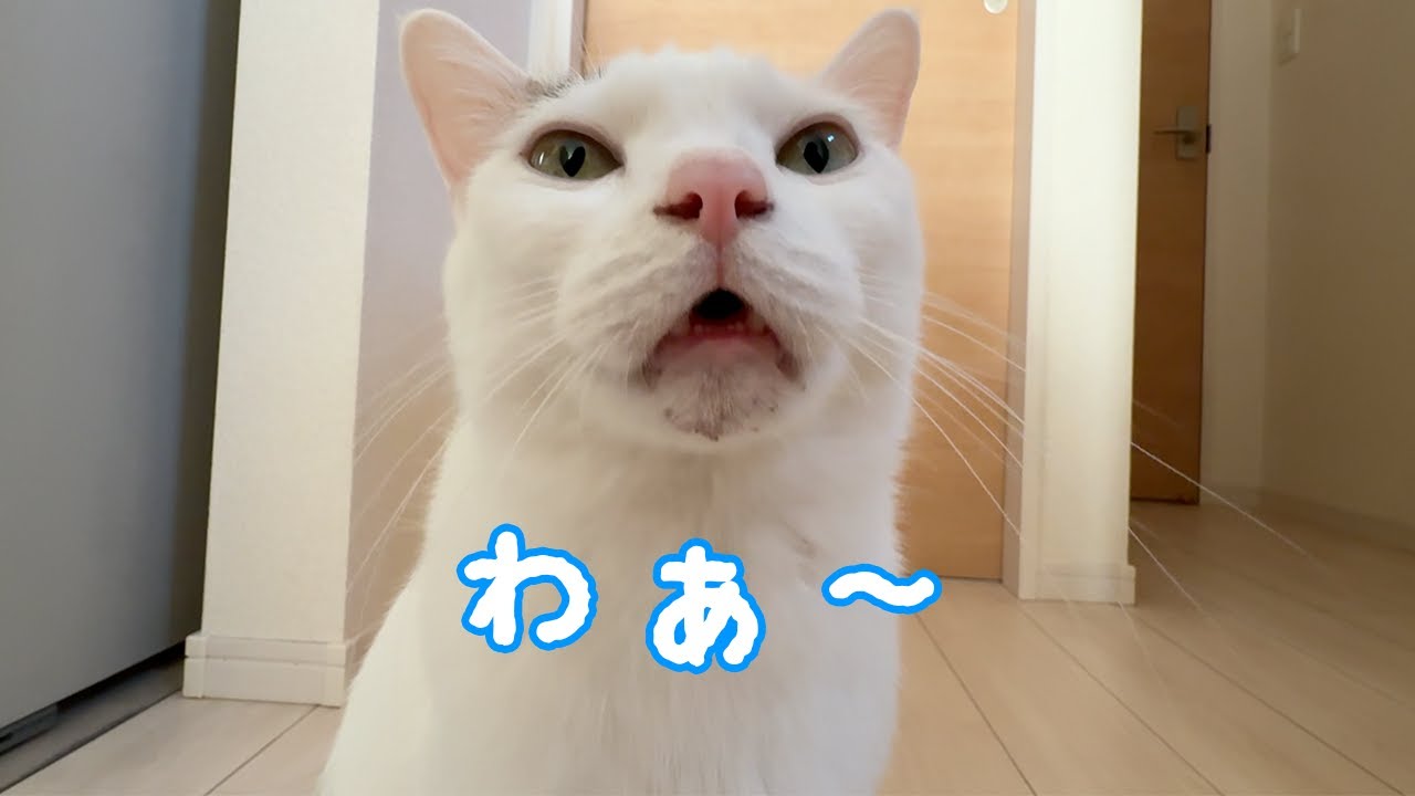 朝はボーッとしててもママに甘えてくれる猫チロさん