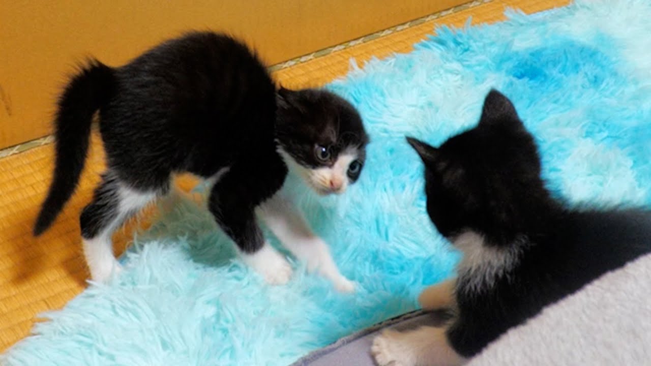 仮眠中のママの周りで暴れまくるお転婆子猫×2＋ボス猫【道路のずぶ濡れ子猫保護11日目】