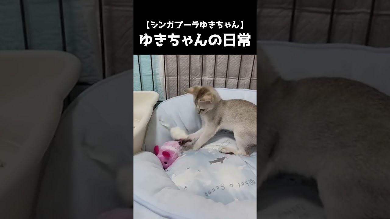 【シンガプーラ】ゆきちゃんの日常1 #shorts #猫