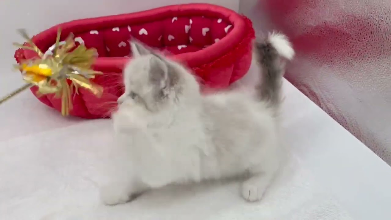 マンチカン ヒゲ袋ぷっくりシールポイント&ホワイト（ロングヘアー）の男の子。