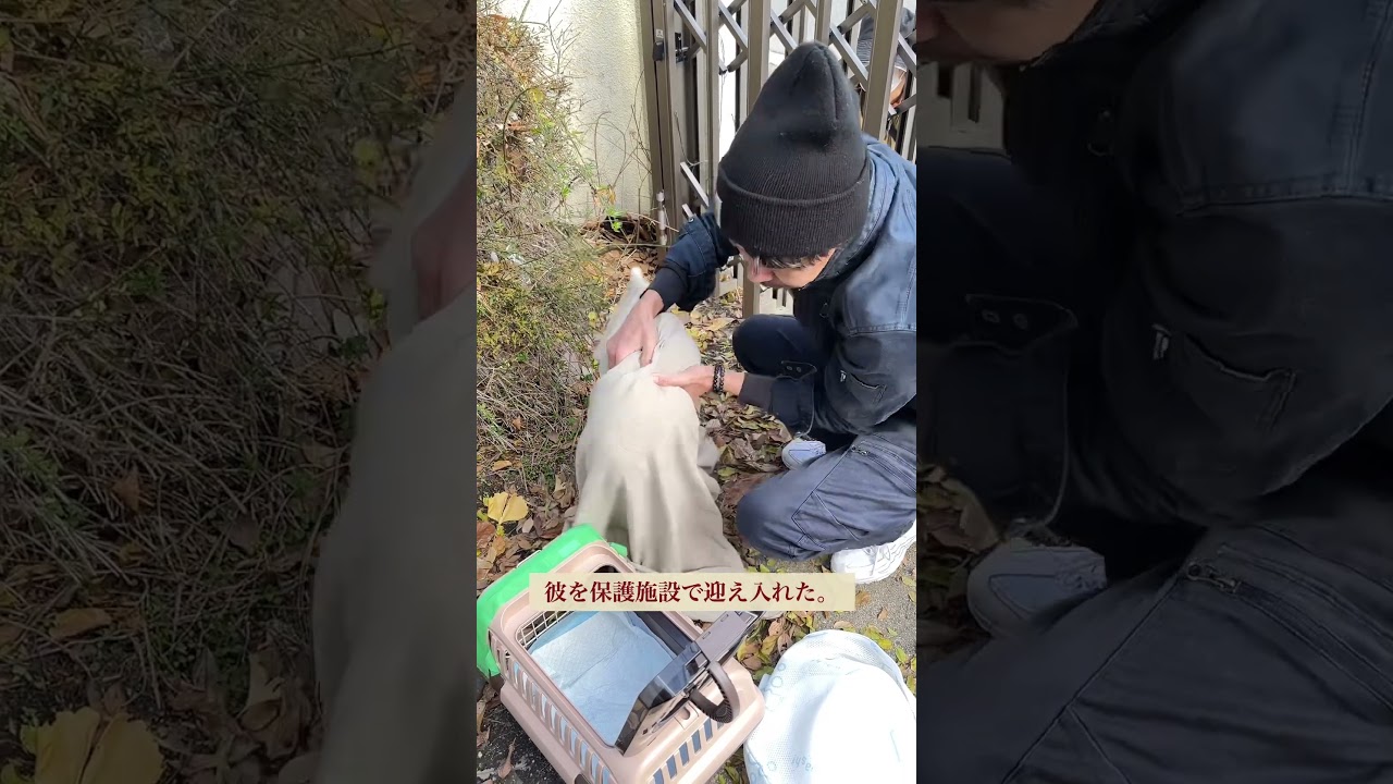 長年、お外で暮らしていた猫スコティッシュフォールド　#short #shorts