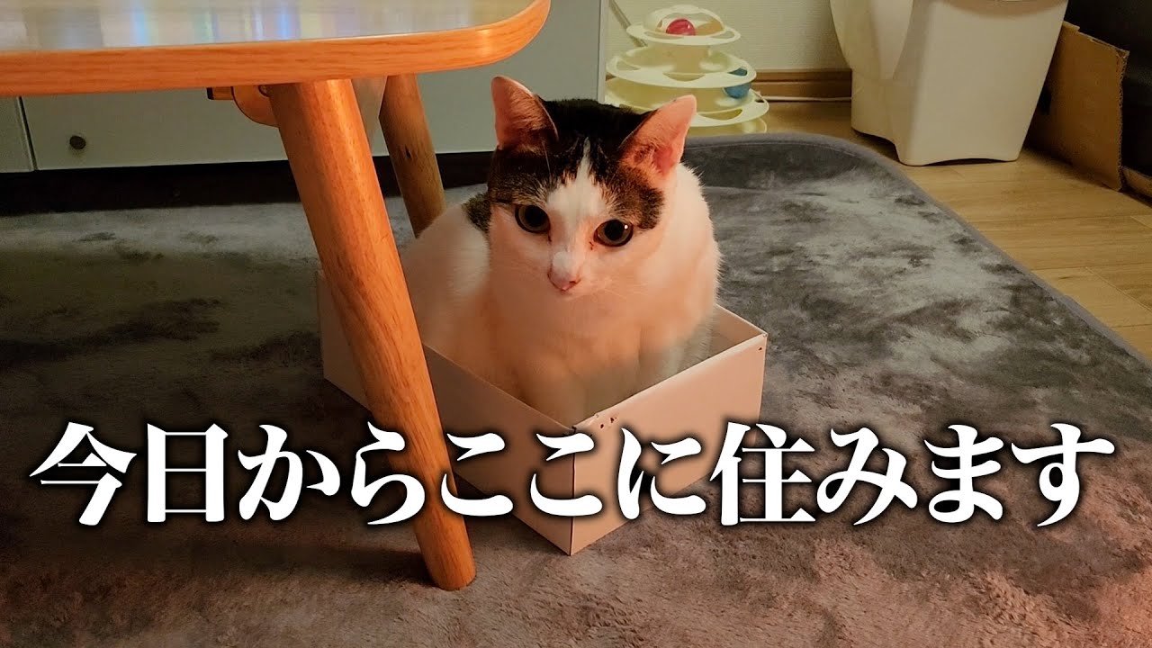 空き箱が出たら必ず猫様へ献上します