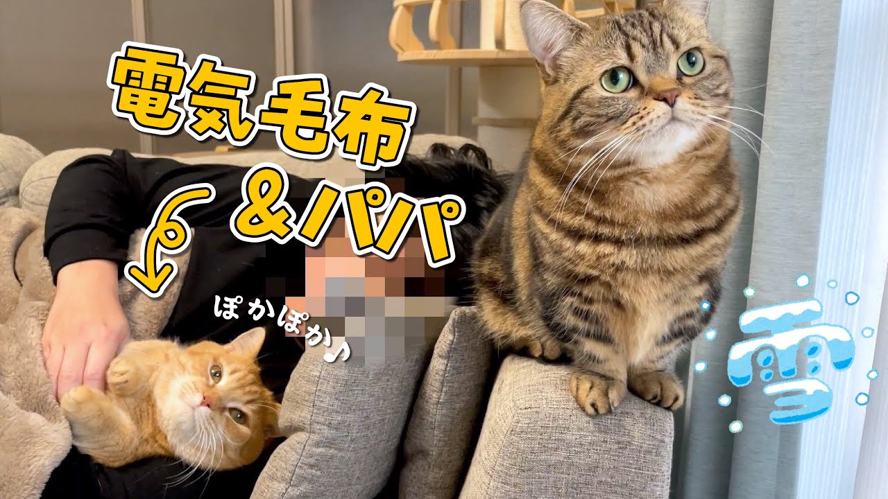 大寒波が来ても完全防寒で乗り切る猫が可愛すぎる！