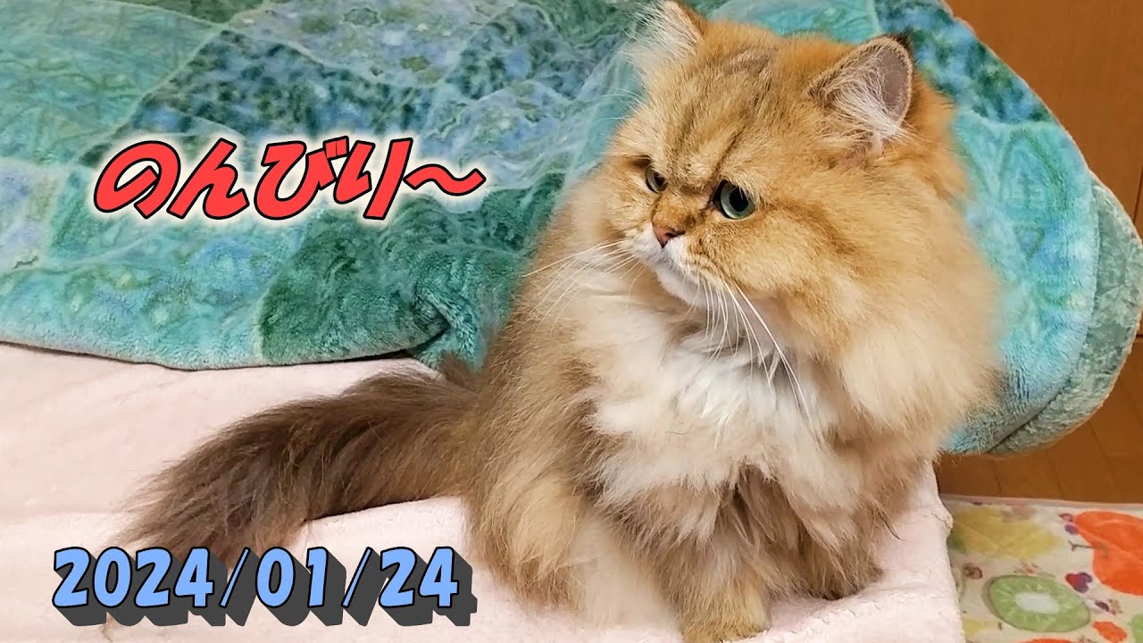 朝食の後、部屋でのんびりするペルシャ猫のひとみです。Persian cat Hitomi's relaxing days 2023/01/24