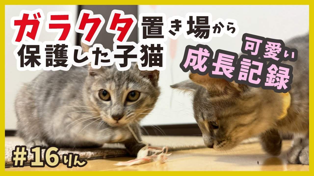 【子猫 保護 ガラクタ山】野良だった姉妹子猫が初めてのカニカマを食す。 【りんりん姉妹・鈴16】