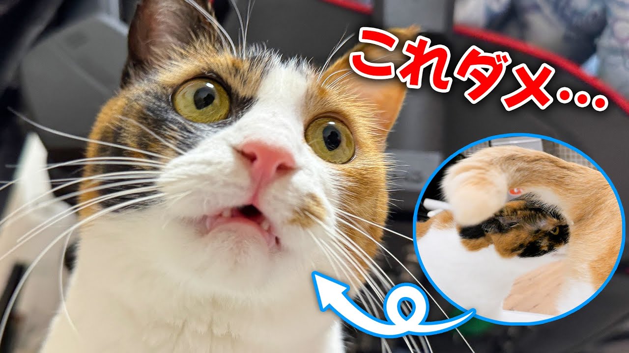 猫のお尻が過去一で臭すぎて匂いを嗅いだ猫が悶絶してしまいました…