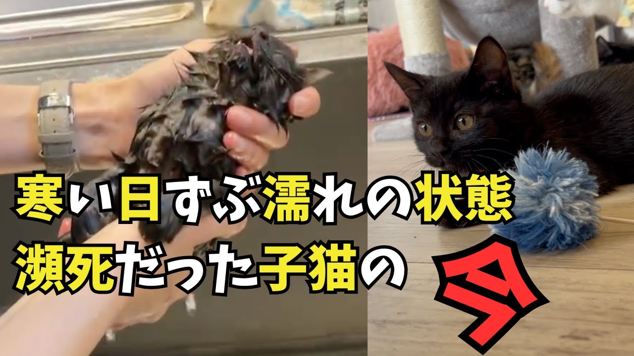 寒い中ずぶ濡れ瀕死の状態で保護した子猫の今現在
