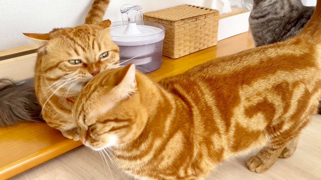ちゃびくんが突然ぽちゃくんに噛まれた！そのとき茶々パパのとった行動は...！？ #猫 #マンチカン