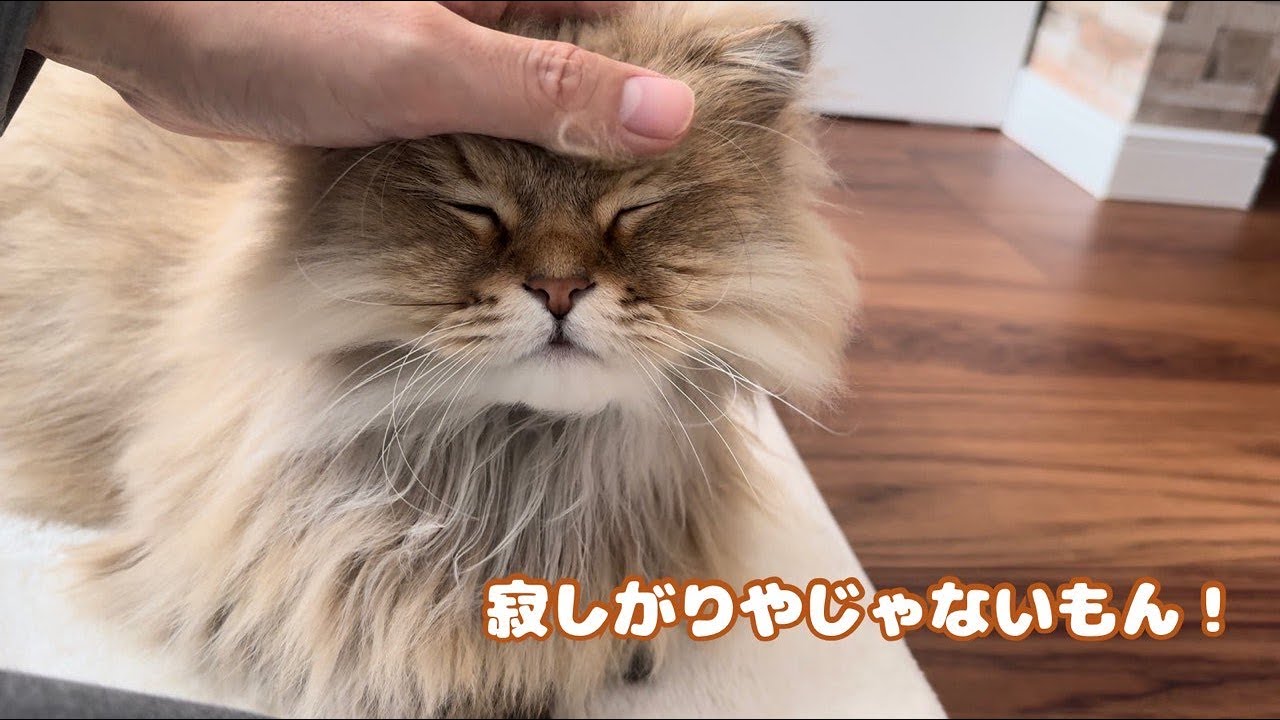猫の誘いに乗ってみた結果w