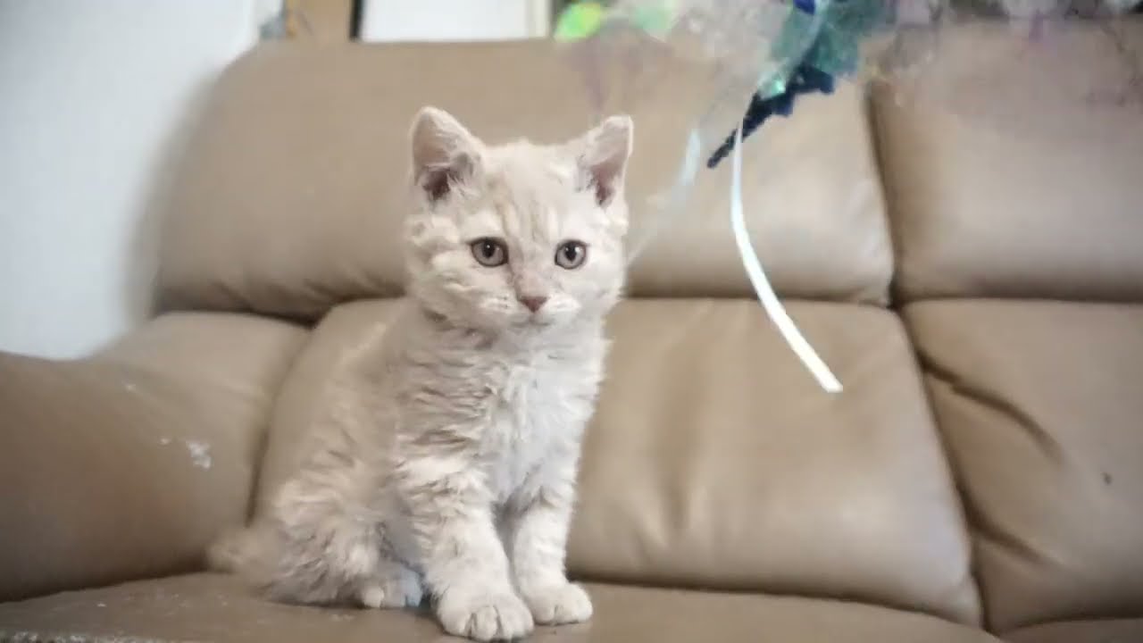 セルカークレックス子猫　2023.11.5産まれ 　クリーム　　男の子　Selkirk Rex　シーダキャット猫のお店