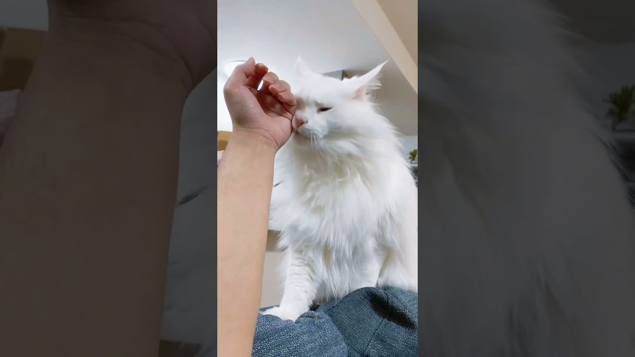 スリスリメインクーンである。