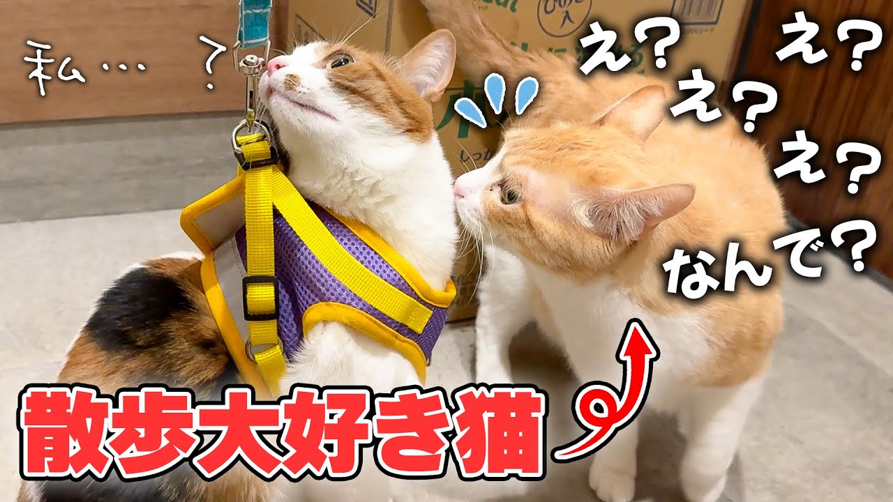 【ドッキリ】自分以外の猫が散歩に連れて行かれそうになってガチ焦りする猫が面白すぎましたwww