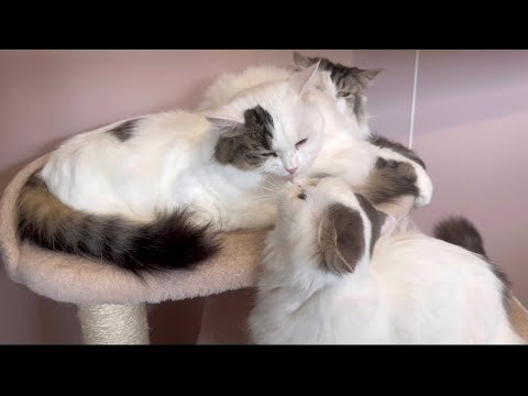 【我が家のマンチカン】喧嘩もするけど結局仲睦まじい