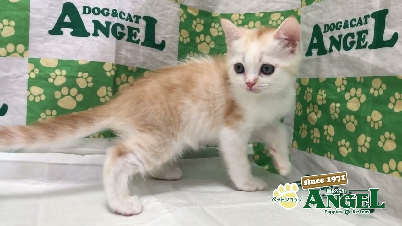 マンチカン 2401178 【ペットショップエンゼル　子犬・子猫販売】