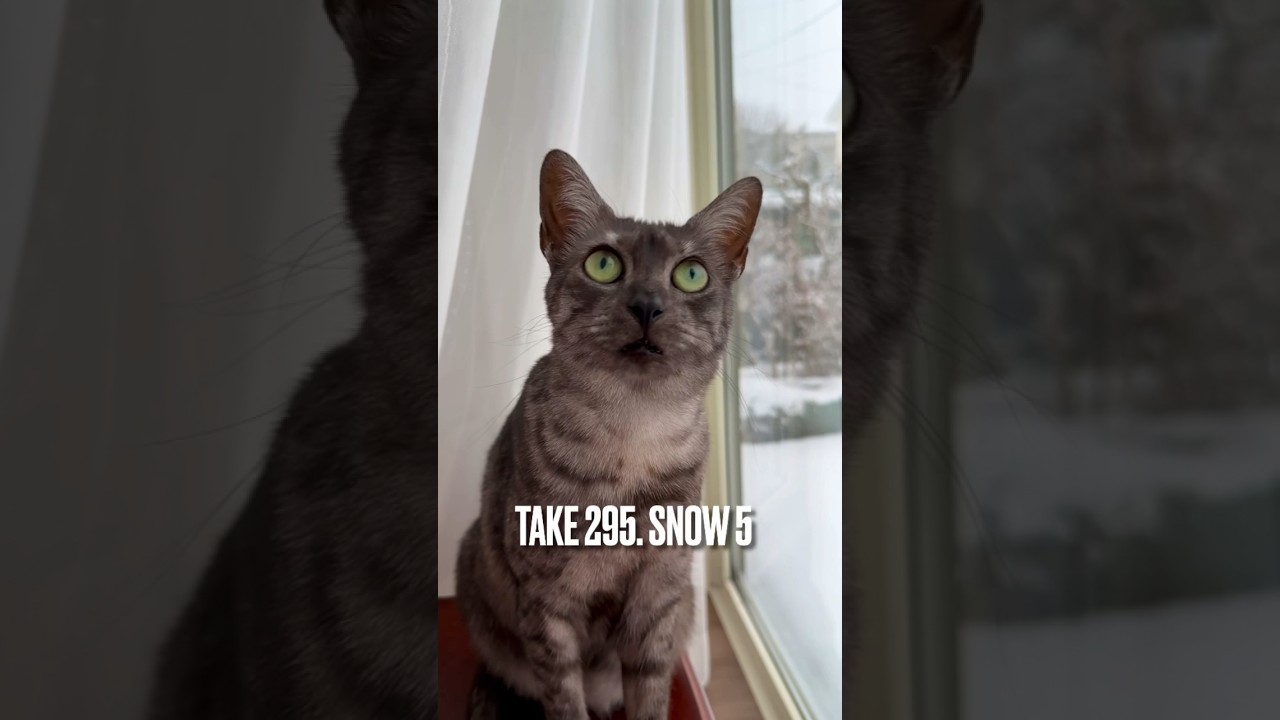 #結構積もった にゃ❗️#雪 が降ると庭に#黒猫 ちゃんが来ないからさびしいのにゃ‼️# #エジプシャンマウ #東北の猫 #雪見猫 #shorts