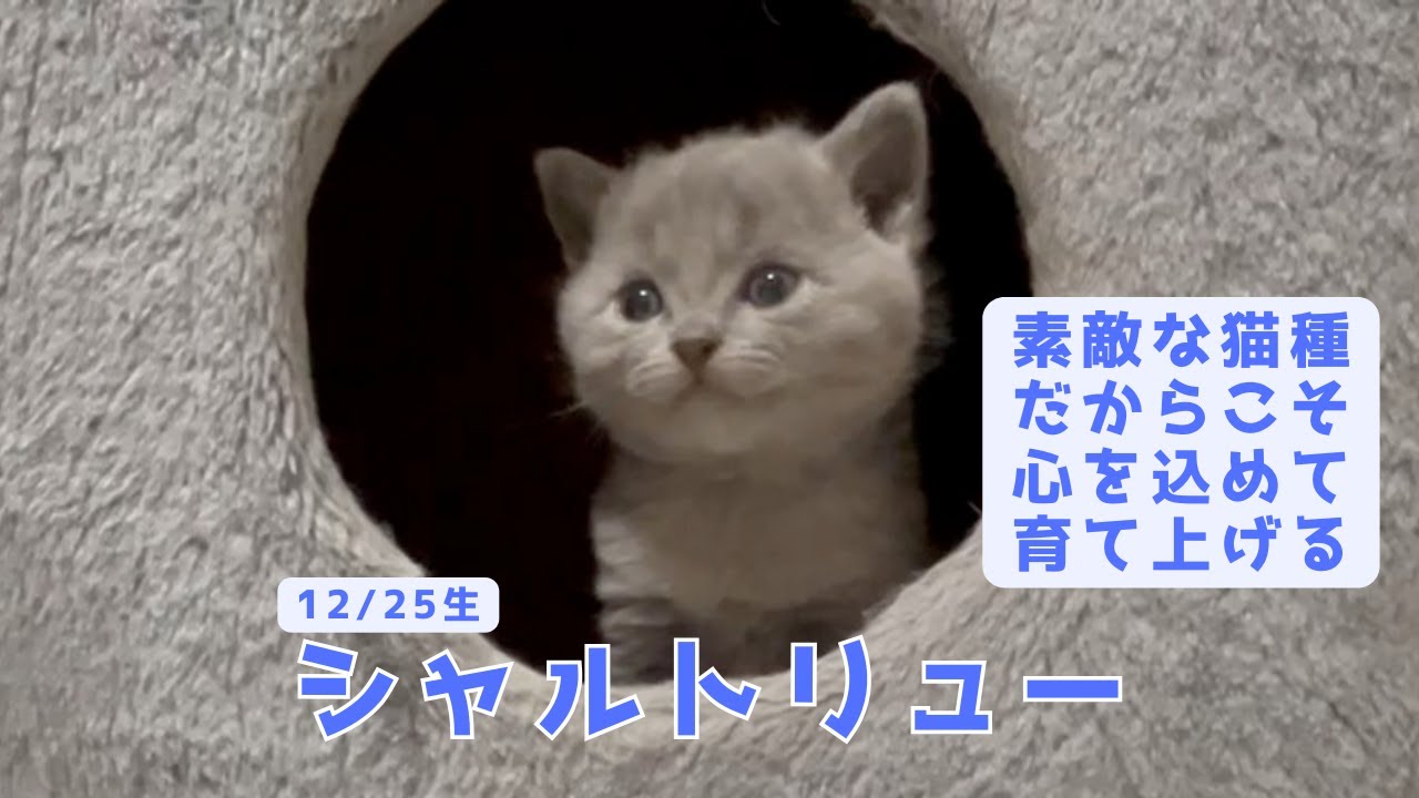 【シャルトリューの男の子】より良い子に育てと魔法をかける！