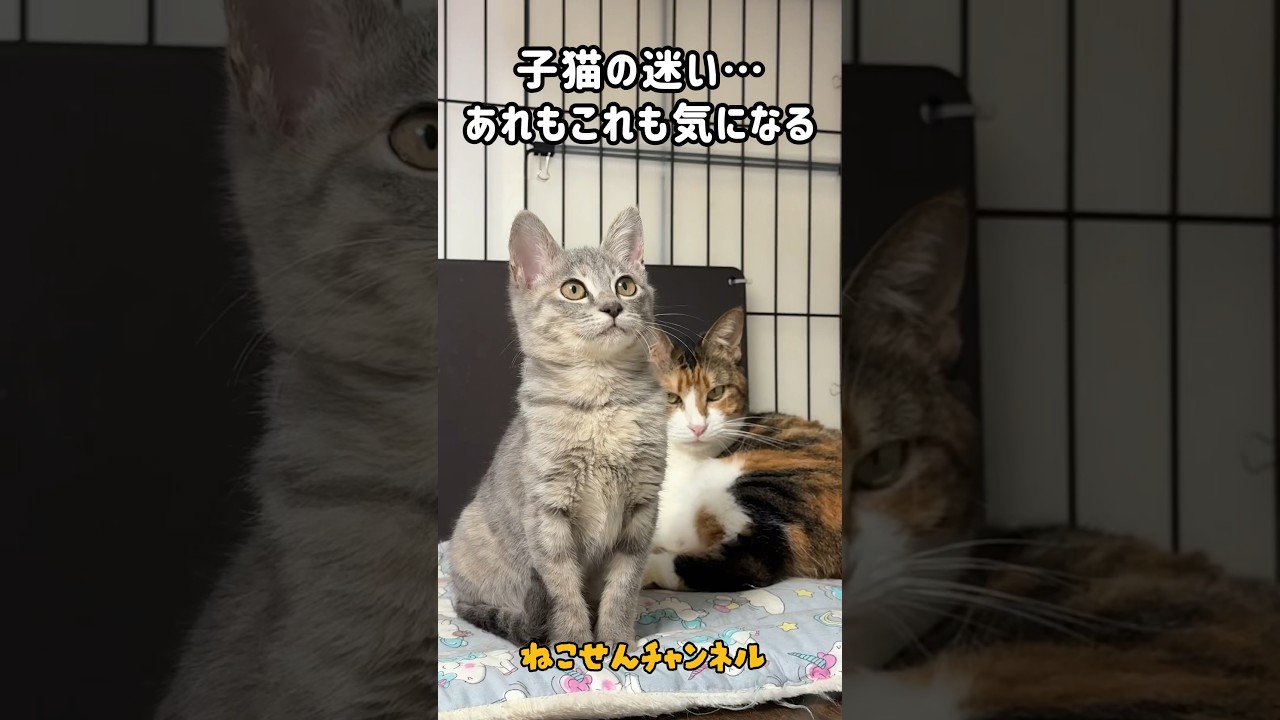 子猫には誘惑がいっぱい‥😻 | ねこせん