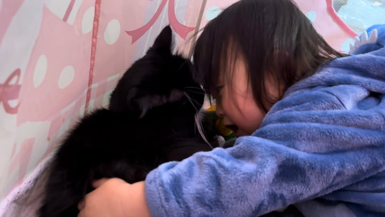 子供と一緒に集まる猫　ノルウェージャンフォレストキャット　ラガマフィンCats are gathering. Norwegian Forest Cat. Ragamuffin.