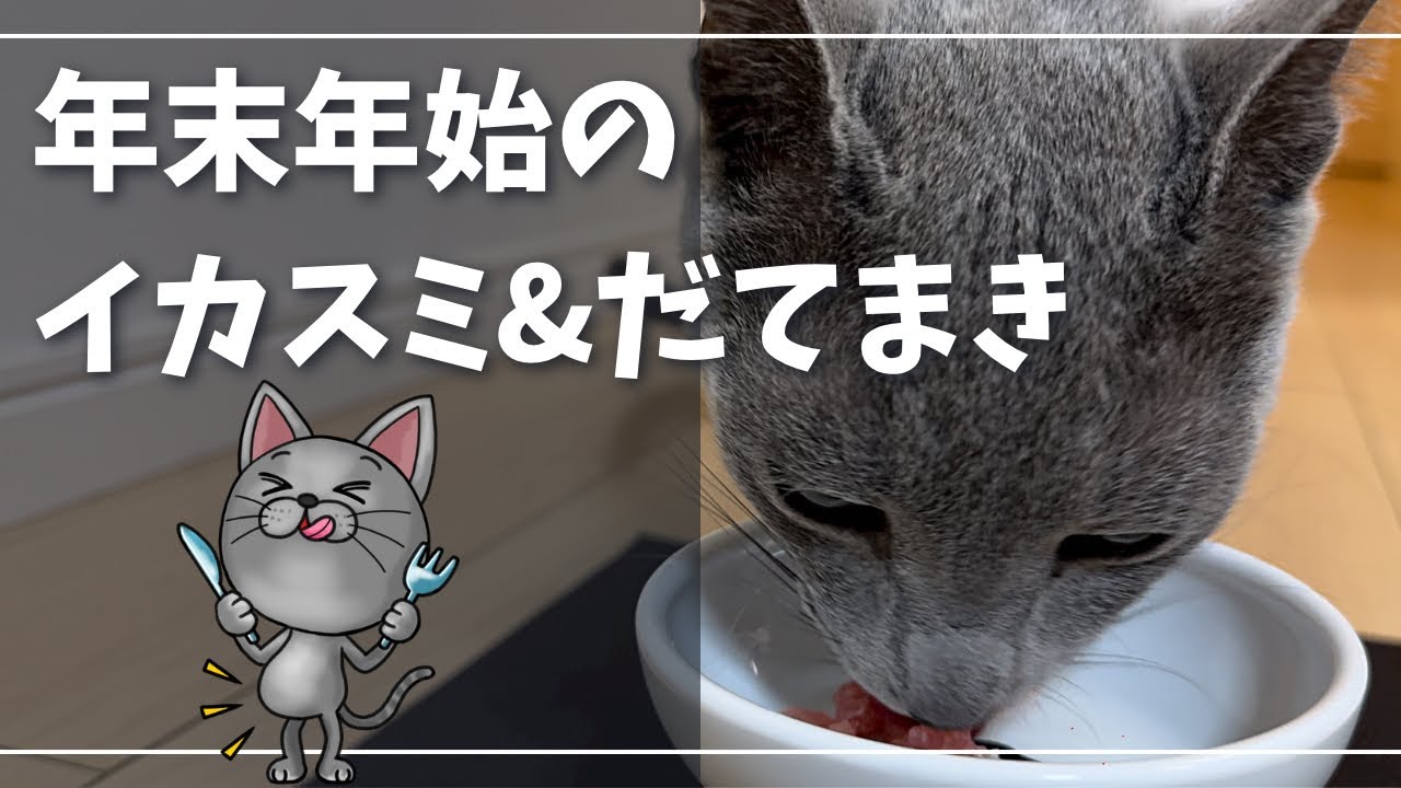 だてまき君、年末の挨拶にきてくれましたｗ【ロシアンブルー】猫