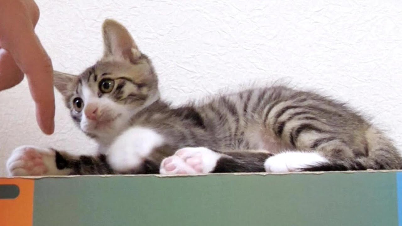 爪を切られた子猫が怒りながらもじゃれていてかわいい【赤ちゃん猫　保護猫】