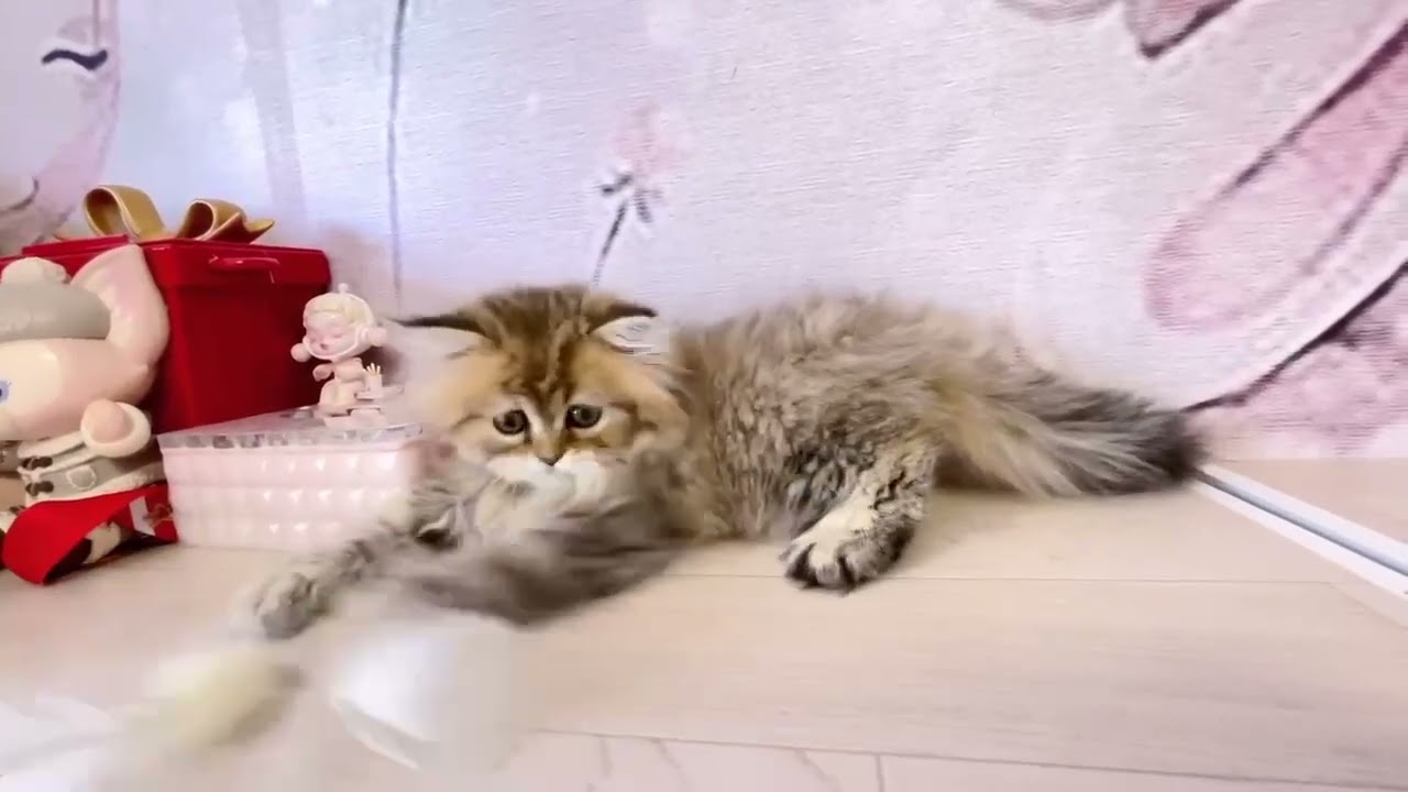 ペルシャ マル顔　優しい性格