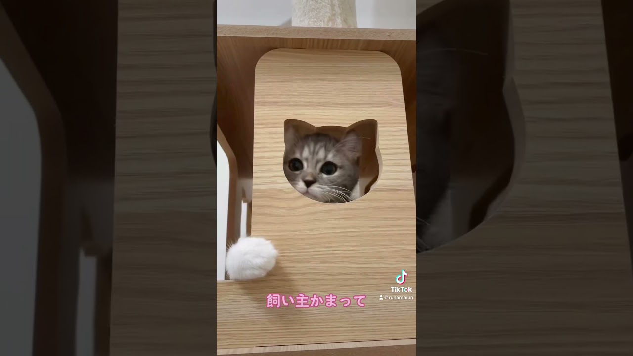 猫の生活も色々大変だにゃ〜 #子猫 #猫 #cat #アメリカンカール #pet  #cute #kitten