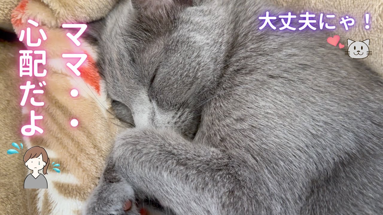 そらちゃんの秘密の呼吸法（ロシアンブルー）