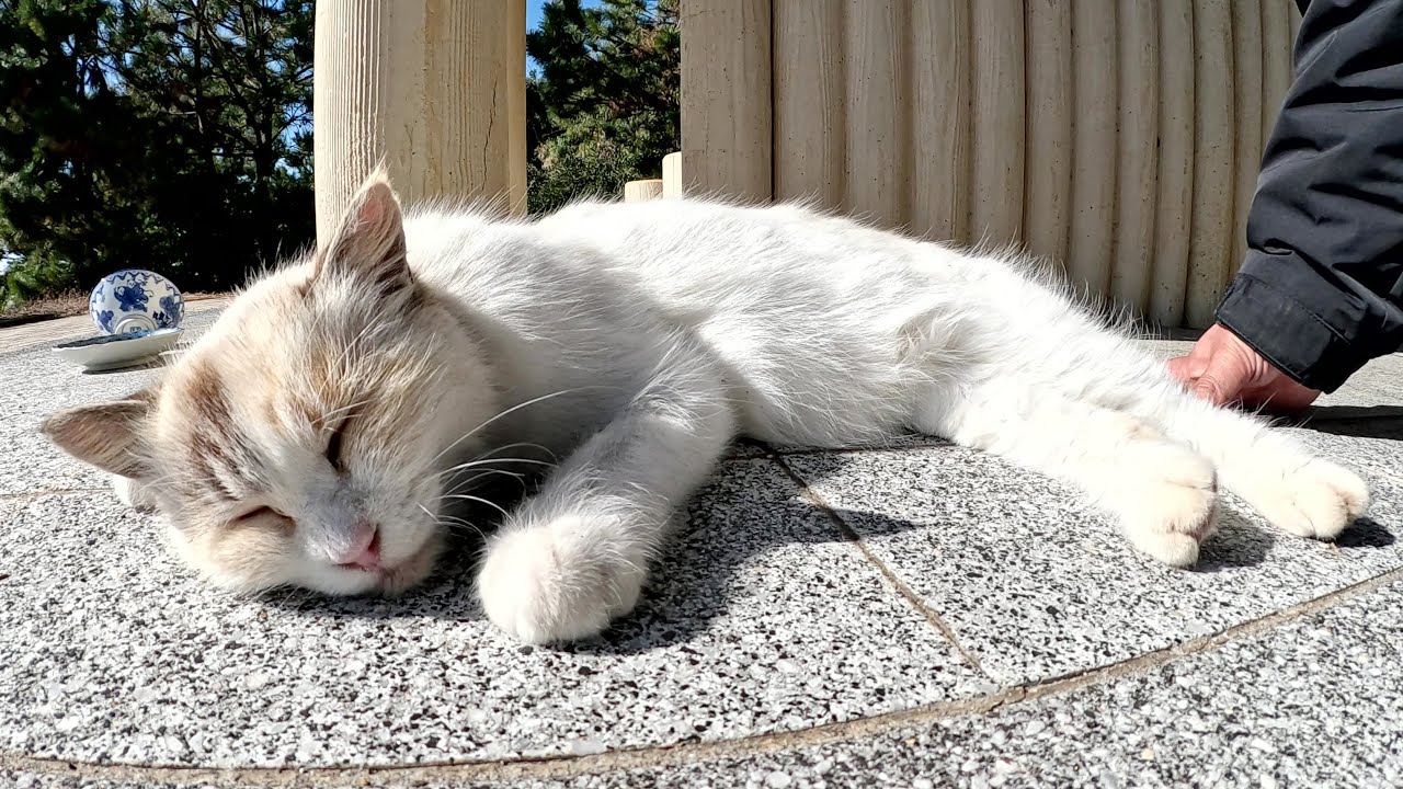 フワフワなシャム猫ちゃんが海上保安庁の船をお見送りする