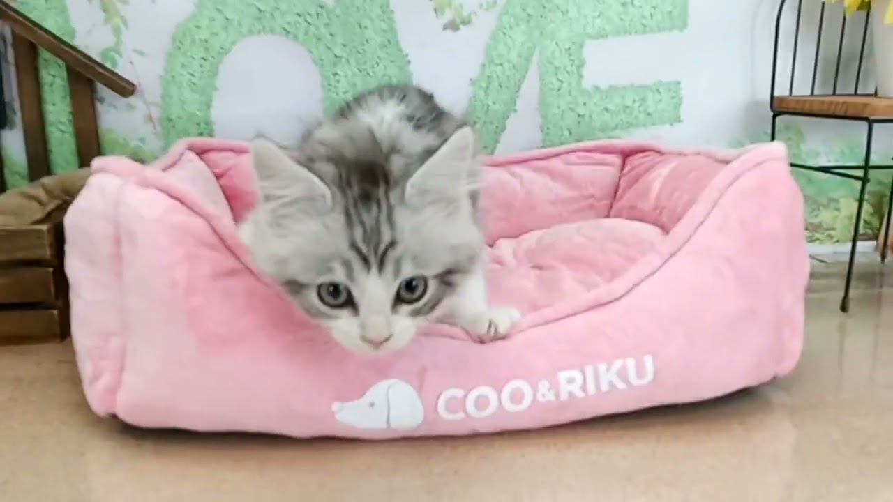 663165 アメリカンカール